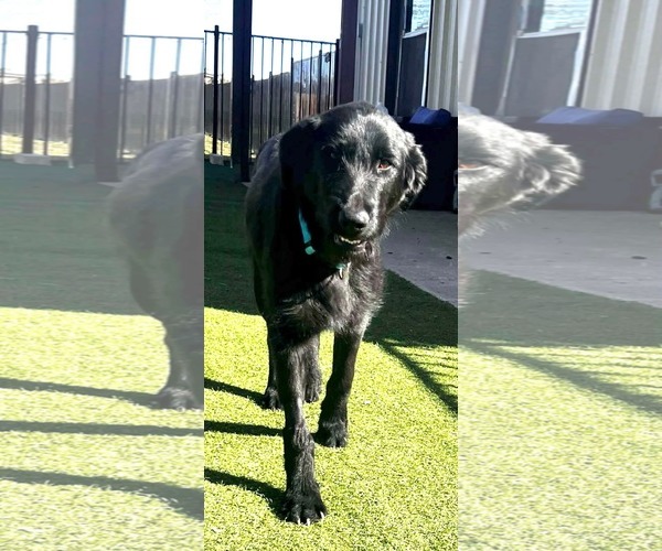 Medium Photo #2 Mutt Puppy For Sale in Dallas, TX, USA