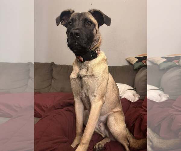 Medium Photo #3 Pug-Unknown Mix Puppy For Sale in Dumont, NJ, USA