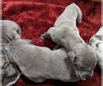 Small Photo #4 Great Dane Puppy For Sale in CLEARFIELD, UT, USA