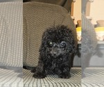 Small #51 Poodle (Toy)