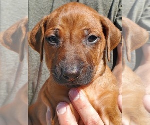 Rhodesian Ridgeback Puppy for sale in BILLINGS, MT, USA