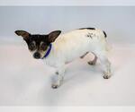 Small #5 Chihuahua Mix