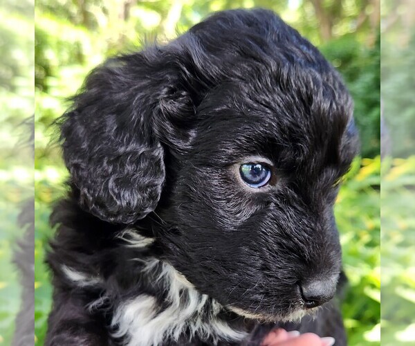 Medium Photo #3 F2 Aussiedoodle Puppy For Sale in COLUMBIA, TN, USA