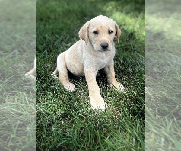 Medium Photo #23 Labrador Retriever Puppy For Sale in LEASBURG, MO, USA