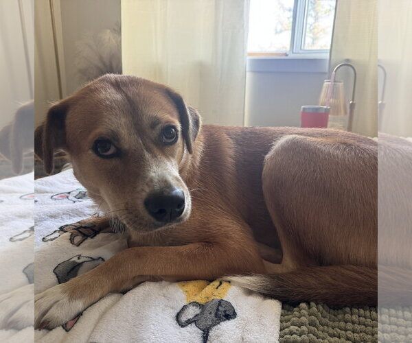 Medium Photo #8 Mutt Puppy For Sale in Fargo, ND, USA