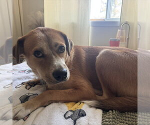 Ernie - Male Mutt Dog for Adoption - Photo #8