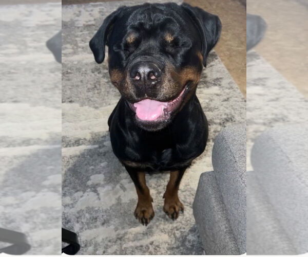 Medium Photo #3 Rottweiler Puppy For Sale in Gilbert, AZ, USA