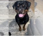 Small #2 Rottweiler