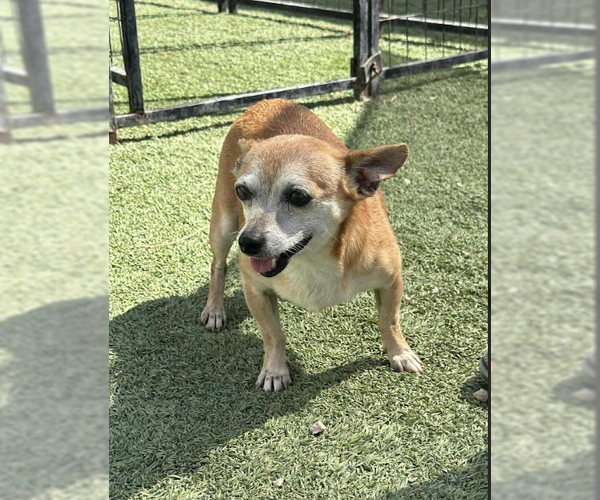 Medium Photo #8 Chihuahua-Unknown Mix Puppy For Sale in Cranston, RI, USA