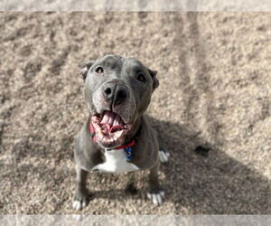 Mutt Dogs for adoption in Fort Collins, CO, USA