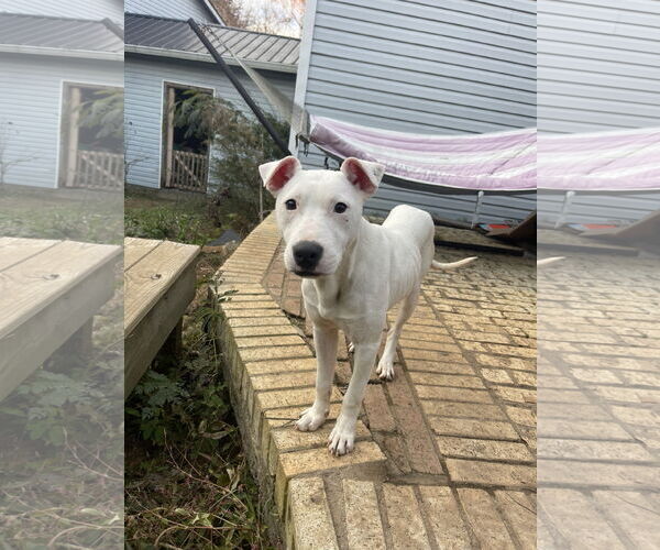 Medium Photo #12 Mutt Puppy For Sale in Holly Springs, NC, USA