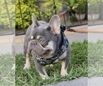 Small Photo #1 French Bulldog Puppy For Sale in MEDINA, WA, USA