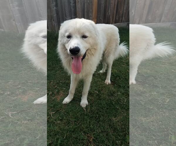 Medium Photo #10 Great Pyrenees-Unknown Mix Puppy For Sale in Houston, TX, USA