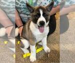 Puppy 1 Akita-Siberian Husky Mix