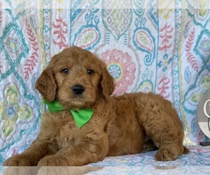 Goldendoodle Puppy for sale in LANCASTER, PA, USA