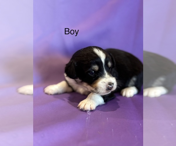 Medium Photo #11 Corgipoo Puppy For Sale in LONGMONT, CO, USA