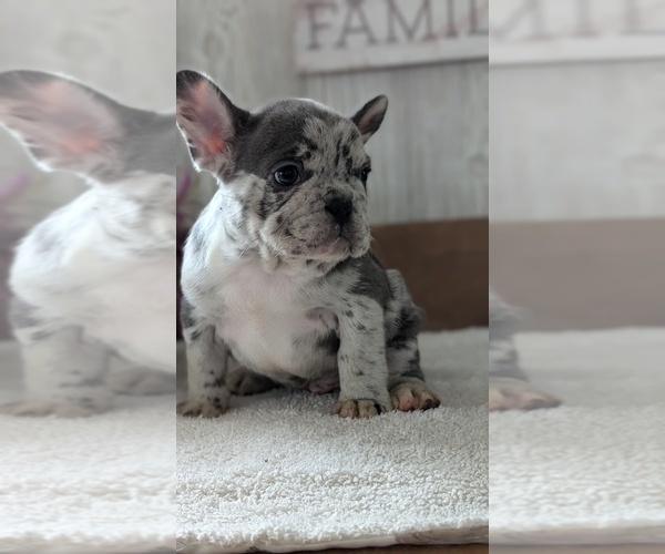 Medium Photo #9 French Bulldog Puppy For Sale in GOSHEN, IN, USA