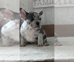 Small #8 French Bulldog