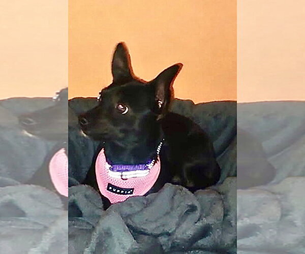 Medium Photo #4 Chihuahua Puppy For Sale in Omaha, NE, USA