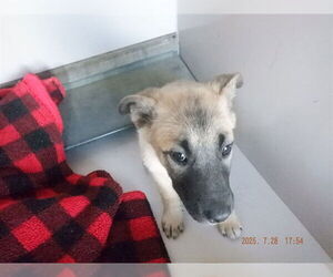 German Shepherd Dog-Unknown Mix Dogs for adoption in Oroville, CA, USA