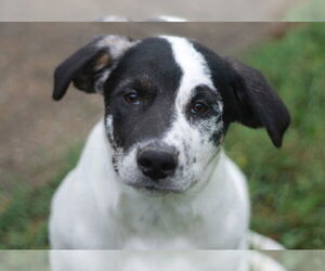 Australian Shepherd-German Shepherd Dog Mix Dogs for adoption in Cookeville, TN, USA