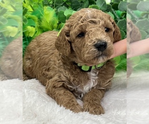Goldendoodle (Miniature) Puppy for sale in BULLARD, TX, USA