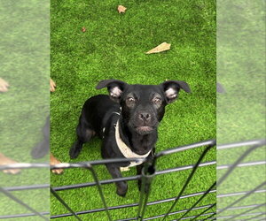 Chihuahua-Labrador Retriever Mix Dogs for adoption in McDonough, GA, USA