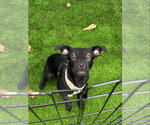 Small Chihuahua-Labrador Retriever Mix