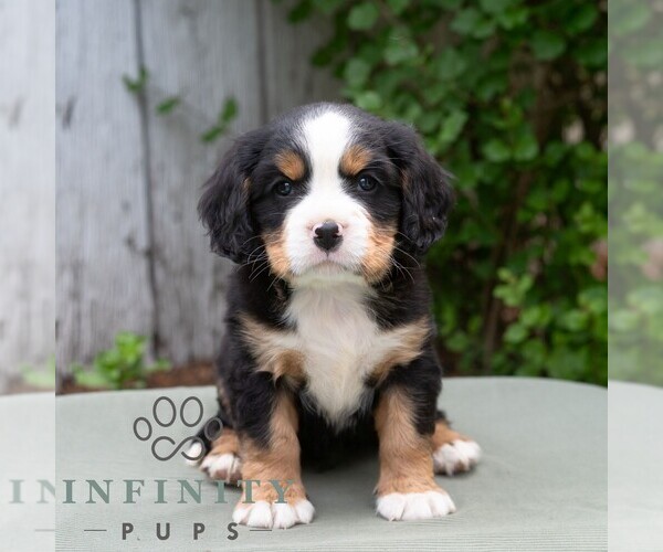 Medium Photo #5 Bernese Mountain Dog-Cavalier King Charles Spaniel Mix Puppy For Sale in RICHFIELD, PA, USA