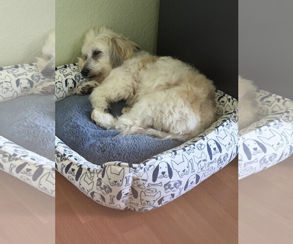 Medium Photo #5 Havamalt Puppy For Sale in Valrico, FL, USA