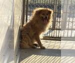 Small Pomeranian Mix