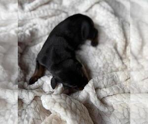 Medium Doberman Pinscher
