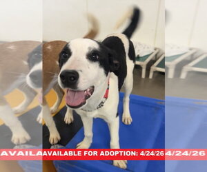 Canadian Eskimo Dog-Unknown Mix Dogs for adoption in Williamsburg, IA, USA