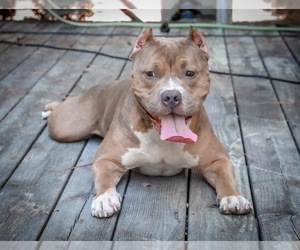 Father of the American Bully puppies born on 06/12/2025