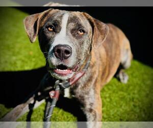 Plott Hound-Unknown Mix Dogs for adoption in Orlando, FL, USA