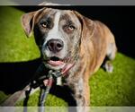 Small Plott Hound Mix