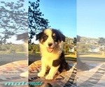 Small Photo #13 Australian Shepherd Puppy For Sale in CROCKER, MO, USA