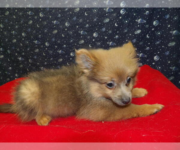 Medium Photo #2 Pomeranian Puppy For Sale in PATERSON, NJ, USA