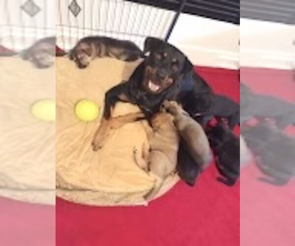 Medium Photo #10 Rottweiler-Unknown Mix Puppy For Sale in Cary, NC, USA