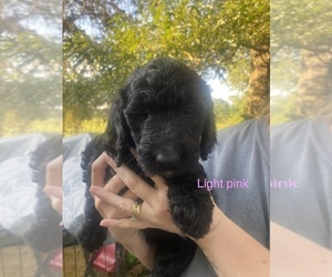Goldendoodle Puppy for sale in PARIS, TN, USA