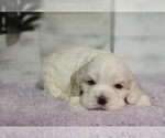 Small Photo #19 Cocker Spaniel Puppy For Sale in TERRY, MS, USA