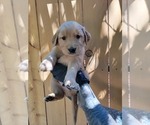 Puppy Neon green Golden Retriever