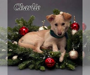 Labrador Retriever-Spaniel Mix Dogs for adoption in Anchorage, AK, USA