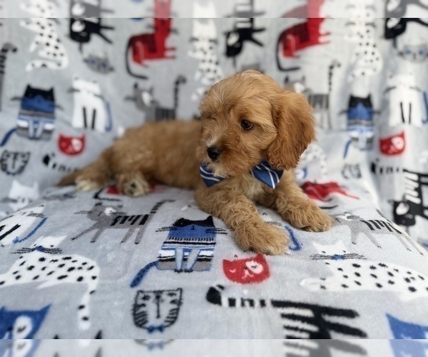 Medium Photo #3 Cavapoo (Miniature) Puppy For Sale in LAKELAND, FL, USA