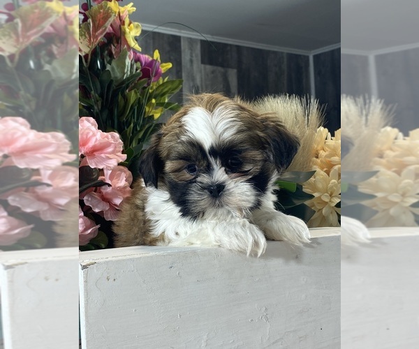 Medium Photo #6 Shih Apso Puppy For Sale in CANOGA, NY, USA