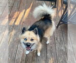 Small #2 Pomsky
