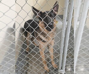 German Shepherd Dog-Unknown Mix Dogs for adoption in Anchorage, AK, USA