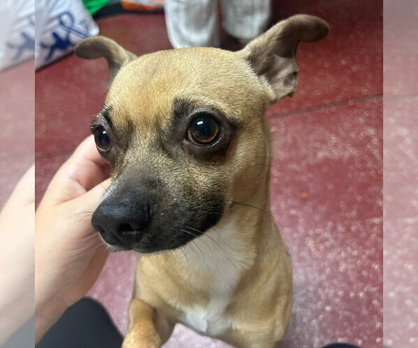 Medium Photo #1 Chihuahua-Unknown Mix Puppy For Sale in Fargo, ND, USA