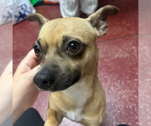 Chihuahua-Unknown Mix Dogs for adoption in Fargo, ND, USA