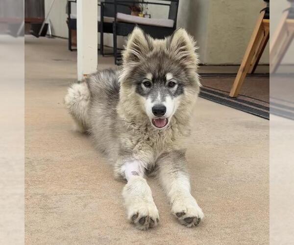 Medium Photo #1 Siberian Husky Puppy For Sale in San Diego, CA, USA